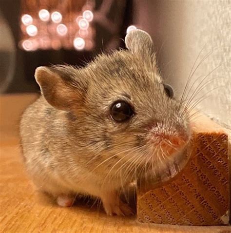 10 Best Small Rodents to Keep as Pets | PetPress