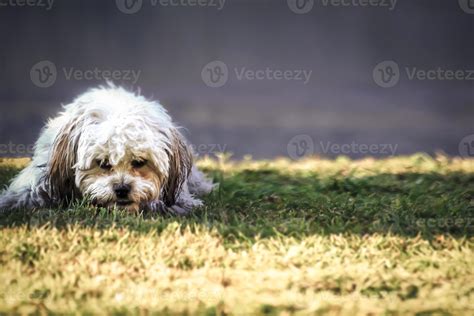 Shaggy dog 901866 Stock Photo at Vecteezy