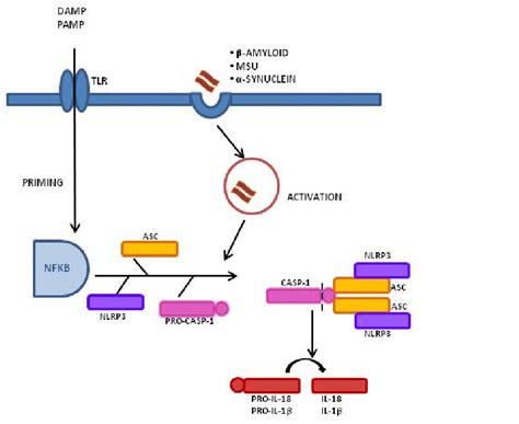 Inflammasome activation process and signaling mechanism: A Two-Signal... | Download Scientific ...