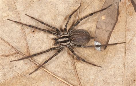 funnel weavers (Family Agelenidae) | spidersrule