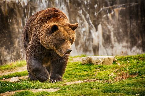 HD wallpaper: Big Bear in nature, brown grizzly bear, background | Wallpaper Flare