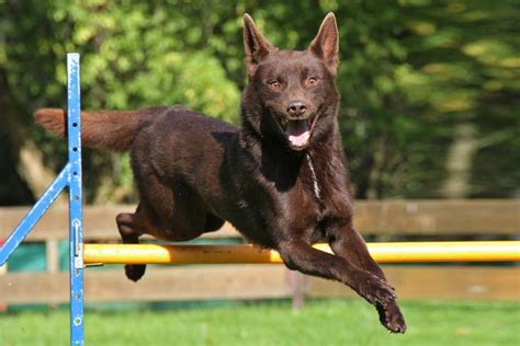 Australian Kelpie Dog Breed- Origin, Behavior, Trainability, Facts ...