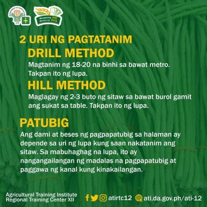 A quick guide to producing sitaw – Agriculture Monthly