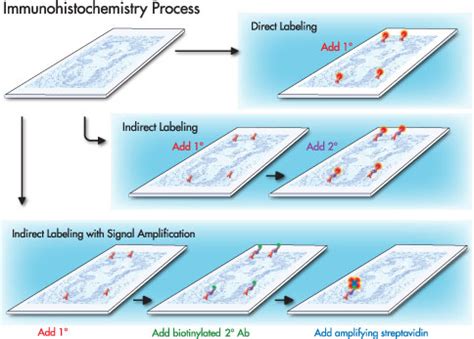 Immunohistochemistry | Research at St. Michael's Hospital