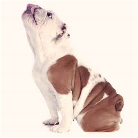 English Bulldog Care and Training Facts | PetCareRx