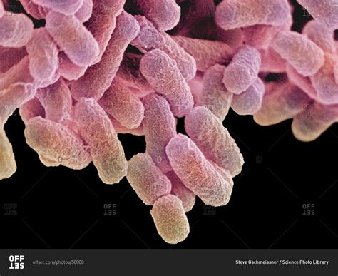 Scanning Electron Microscope Images Of Bacteria at Suzanne Ditch blog