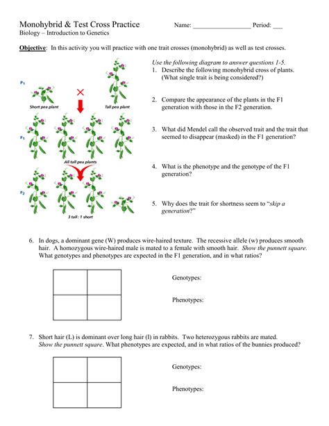 Monohybrid Cross Practice Problems Worksheet – Imsyaf.com