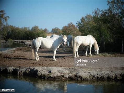 20 Horse Feed Ingredients Stock Photos, High-Res Pictures, and Images ...