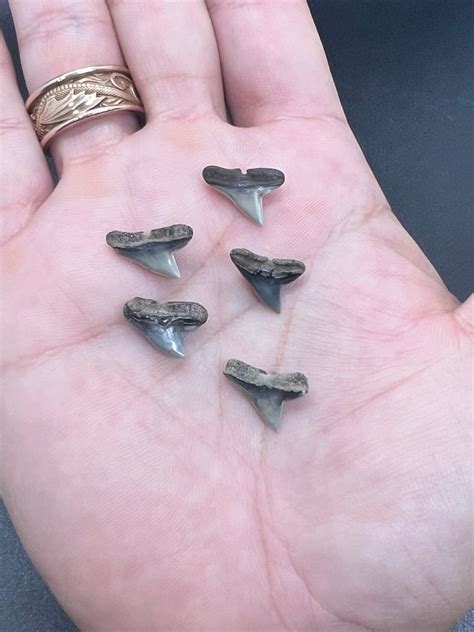 Fossil Hammerhead Shark Teeth by Toothlessfossils set of 5 - Etsy