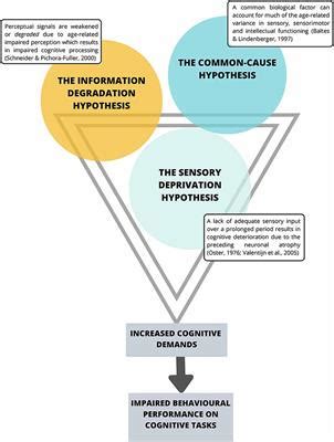 Frontiers | Time for a Systems Biological Approach to Cognitive Aging?—A Critical Review