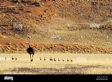 Ostrich with chicks Stock Photo - Alamy