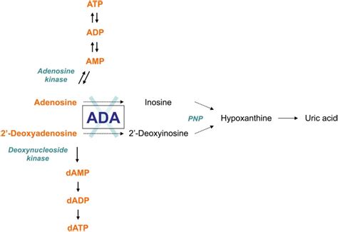 ADA｜臨床檢驗