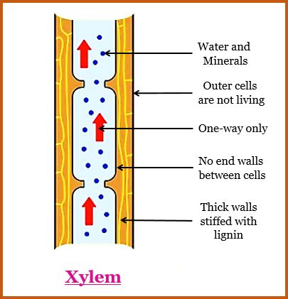 a Draw a labelled diagram of i a xylem vessel and - Tutorix