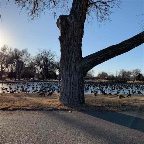 Riverside Park/Trail Walk - Fort Morgan, Colorado, USA | Pacer