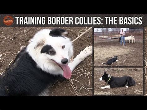 Training Border Collies (The Basics) - YouTube