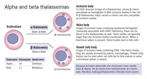 Thalassemia – McMaster Pathophysiology Review