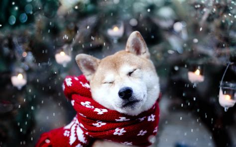 Dog Snow - Wallpaper, High Definition, High Quality, Widescreen