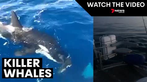 Why these killer whales are attacking boats in Europe | 7NEWS