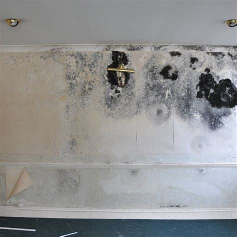 Effective Mould Removal & Remediation Services by A&ES Britain | Northampton