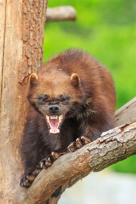 Wolverine Vs Honey Badger, Who Would Win? - Animals Comparison