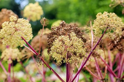 Angélique officinale, Angelica archangelica : Fiche culture