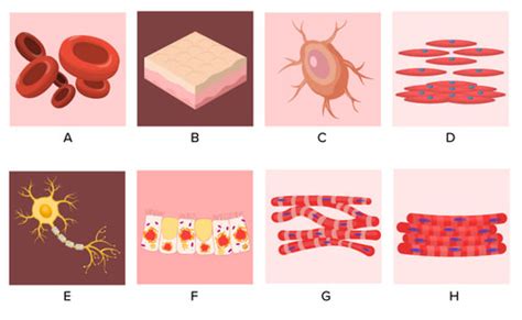 List of specialized cells and their functions