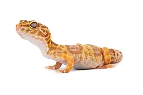 How to Tell if Your Leopard Gecko is Overweight (And What To Do ...