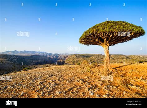 Dracaena cinnabari (the Socotra dragon tree) (dragon blood tree), Dixsam plateau on the island ...