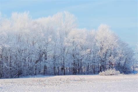 Snow-covered Trees · Free Stock Photo