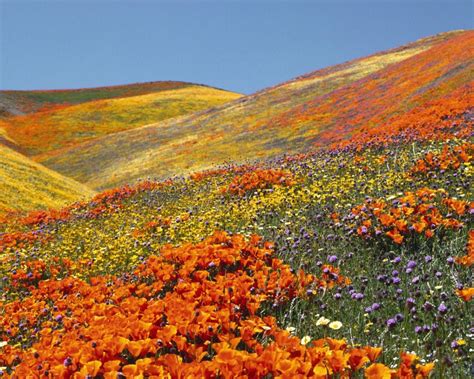 Antelope Valley California Poppy Reserve State Natural Reserve ...