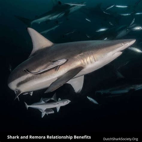 The Remoras and Sharks Relationship Explained - Dutch Shark Society