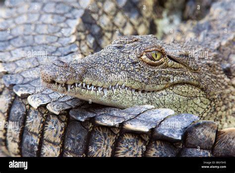 Nile crocodile, Crocodylus niloticus, close-up, Crocodile Centre, St Lucia, KwaZulu Natal, South ...