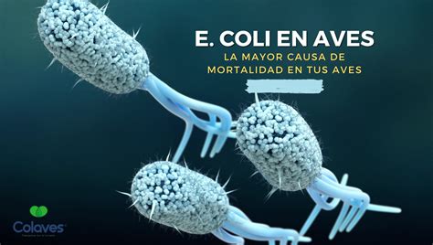 Bacteria E Coli la Mayor Causa de Mortalidad en el Mundo