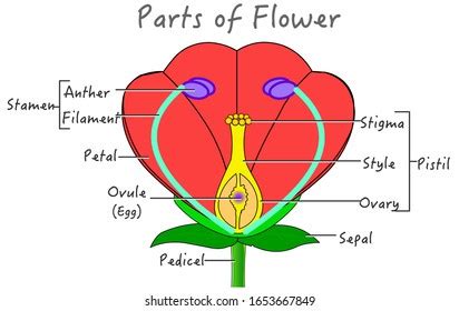 Flower Parts Diagram Explanations Red Green Stock Vector (Royalty Free) 1653667849 | Shutterstock