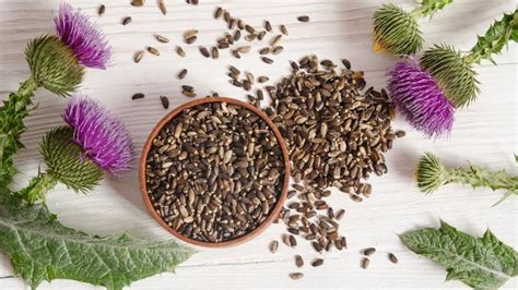 4 Science-Backed Benefits Of Milk Thistle – Forbes Health