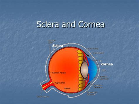 Sclera and cornea