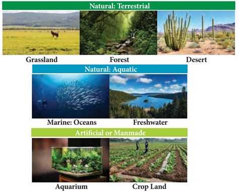 Terrestrial biomes - Biosphere | Geography