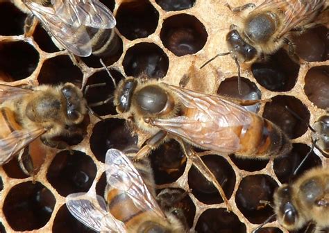 Honeybee Photos | Talking With Bees