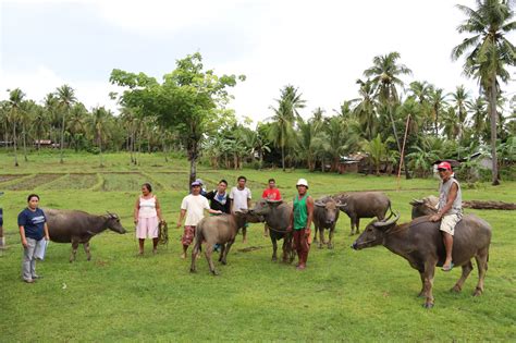 CPG native carabao conservation: Current status and way forward – Philippine Carabao Center