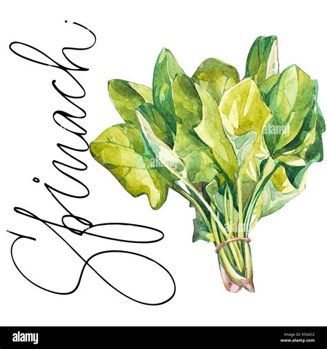 Botanical drawing of a spinach. Watercolor beautiful illustration of ...