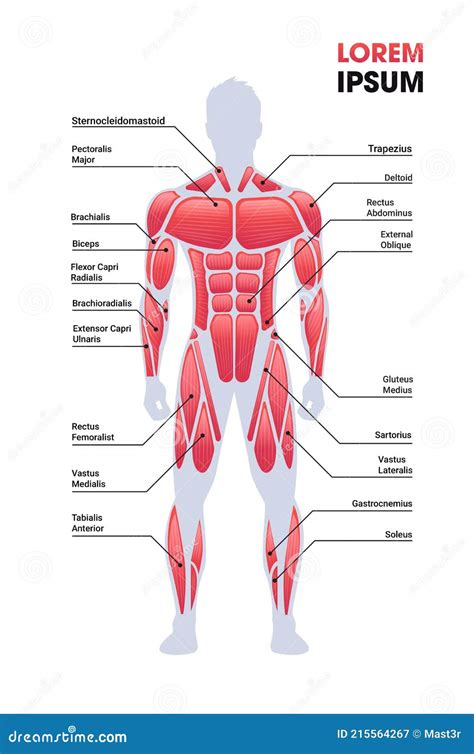 Human Body Muscle Diagram Male