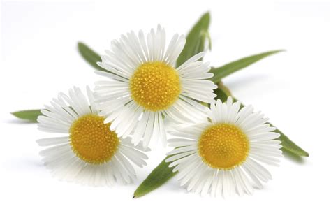 CAMOMILE ESSENTIAL OIL. BIOPTOGREEN.COM