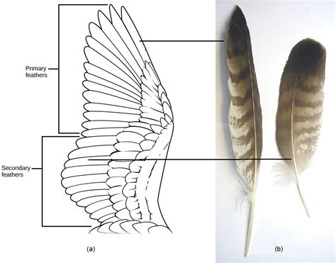 Biology 2e, Biological Diversity, Vertebrates, Birds | OpenEd CUNY