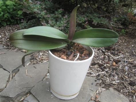 Repotting a Phalaenopsis Orchid – bradaptation.com