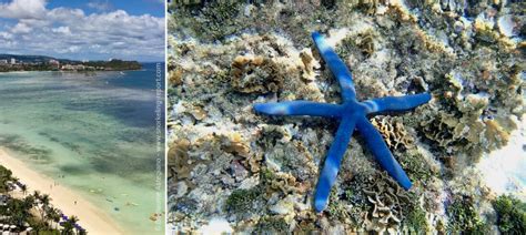 Snorkeling Guam | A Guide to the Best Spots | Snorkeling Report