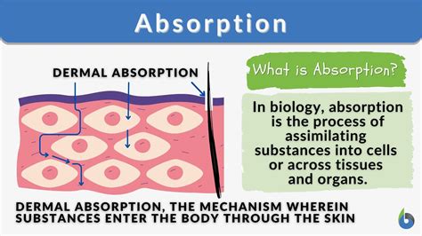 Absorption - Definition and Examples - Biology Online Dictionary