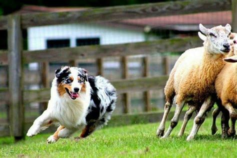 Round Up the Best Herding Tools for Your Australian Shepherd: A Top 10 ...