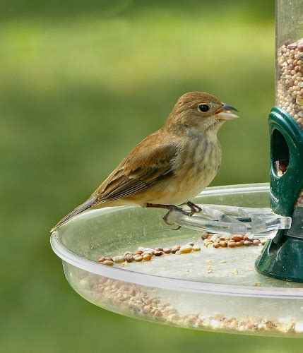 Female Indigo Bunting - FeederWatch