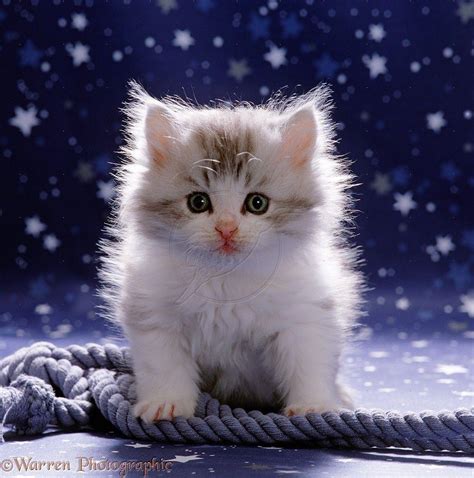 Cute Fluffy Cats Wallpapers - Wallpaper Cave