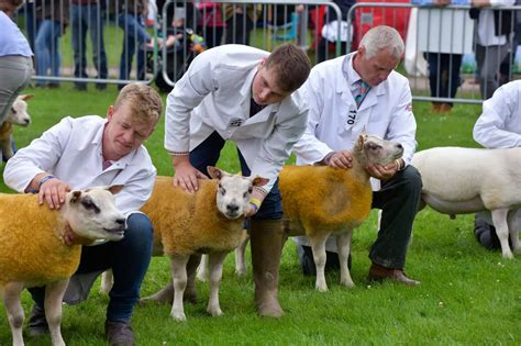 The Great Yorkshire Show's amazing animals: 54 adorable pictures as ...